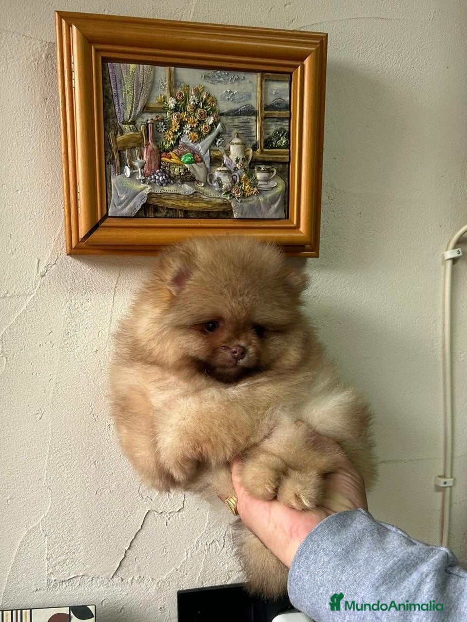 Pomerania perros Pomerania Toy - Anuncio 1