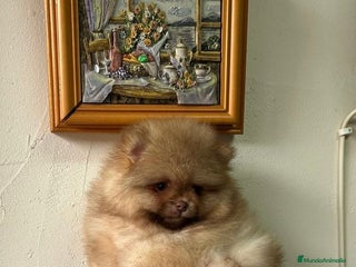 Pomerania perros Pomerania Toy - Anuncio 1