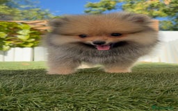 Pomerania perros en venta: POMERANIA - Imagen 24