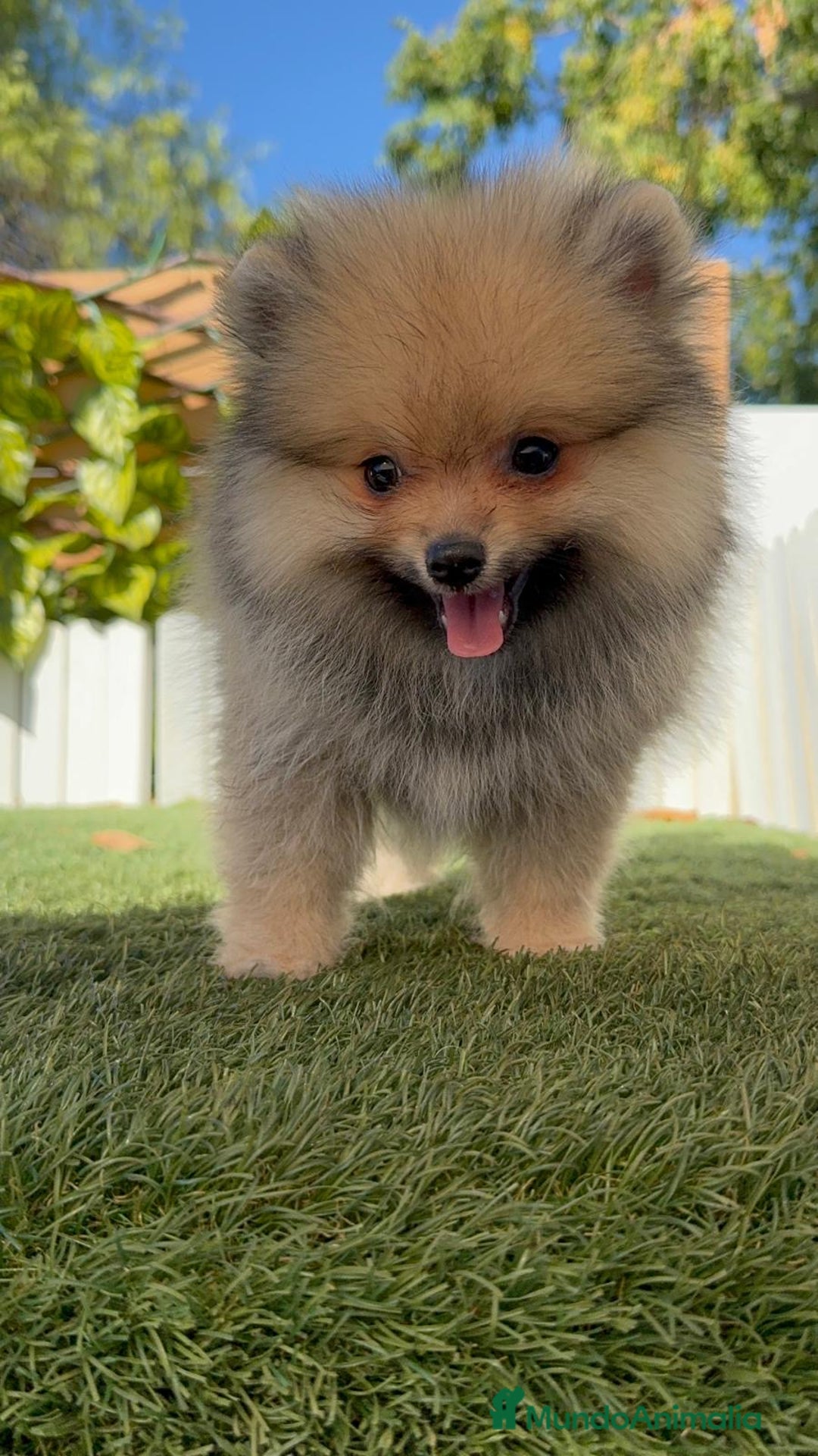 Pomerania perros en venta: POMERANIA - Imagen 24