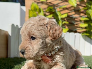 Maltipoo perros - Anuncio 13