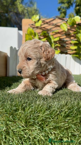 Maltipoo perros - Anuncio 2