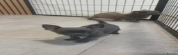 Chihuahua perros en venta: Chihuahua Toy ♂️ blue pelo corto - Anuncio 10