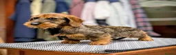 Teckel Miniatura perros en venta: Teckel Canichen pelo duro - Anuncio 2
