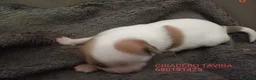 Perro Crestado Chino perros en venta: Crestados chinos - Anuncio 3