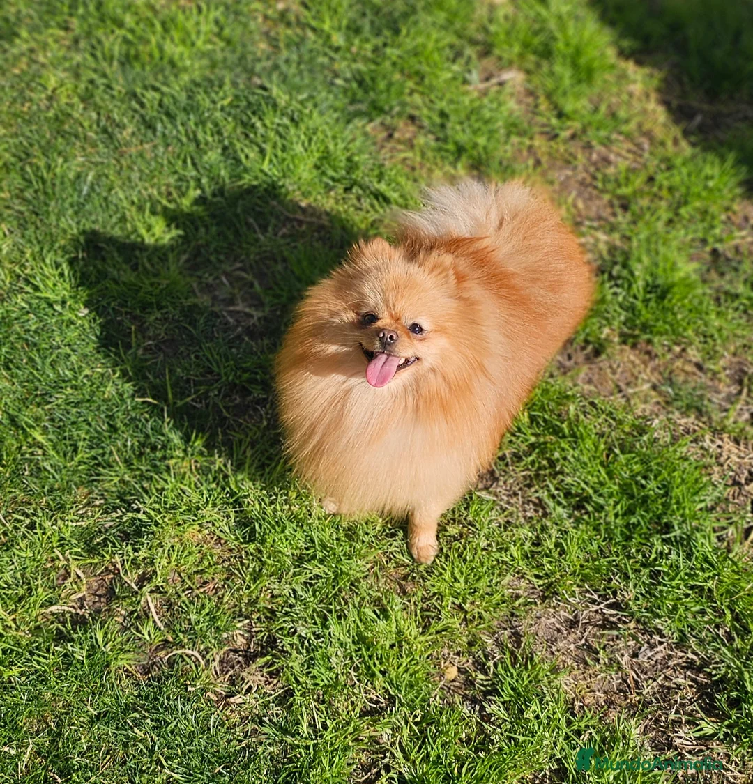 Pomerania perros en venta: POMERANIA JOVEN GEN MERLE - Anuncio 2