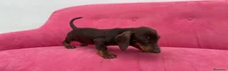 Teckel Miniatura perros en venta: Teckel chocolate 🍫♂️ - Anuncio 7