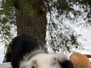 Border Collie perros CRIADERO BORDER COLLIE MERLE - Anuncio 12