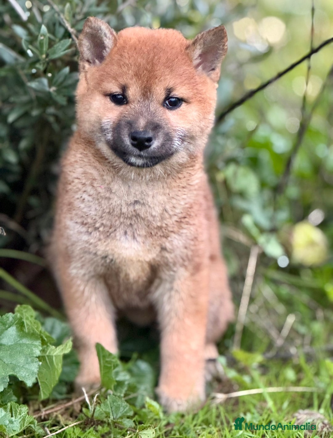 Shiba Inu perros en venta: Exclusivos Shiba Inu  - Anuncio 4