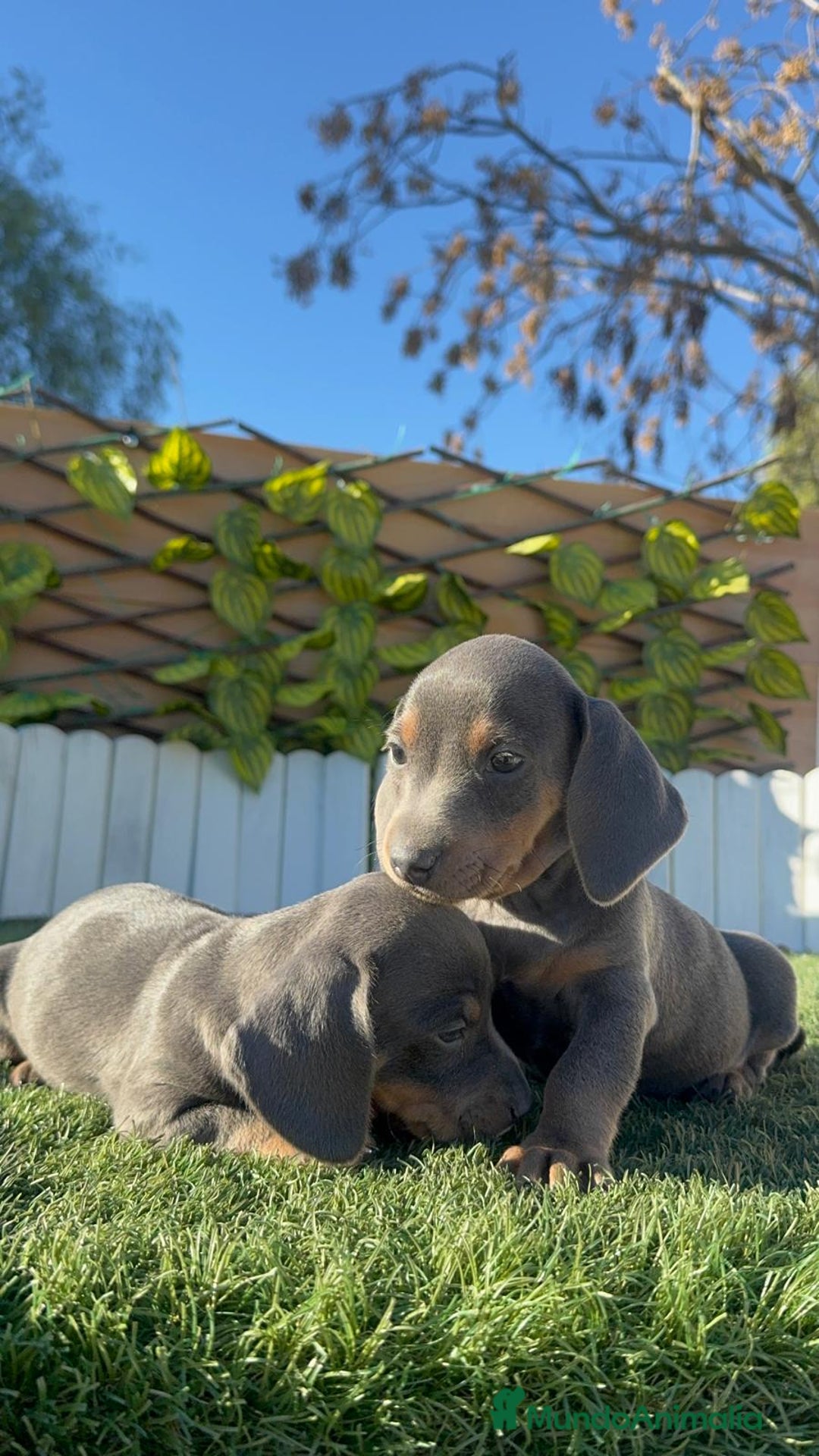 Teckel Miniatura perros en venta: TECKEL MINIATURA BLUE AND TAN - Anuncio 12