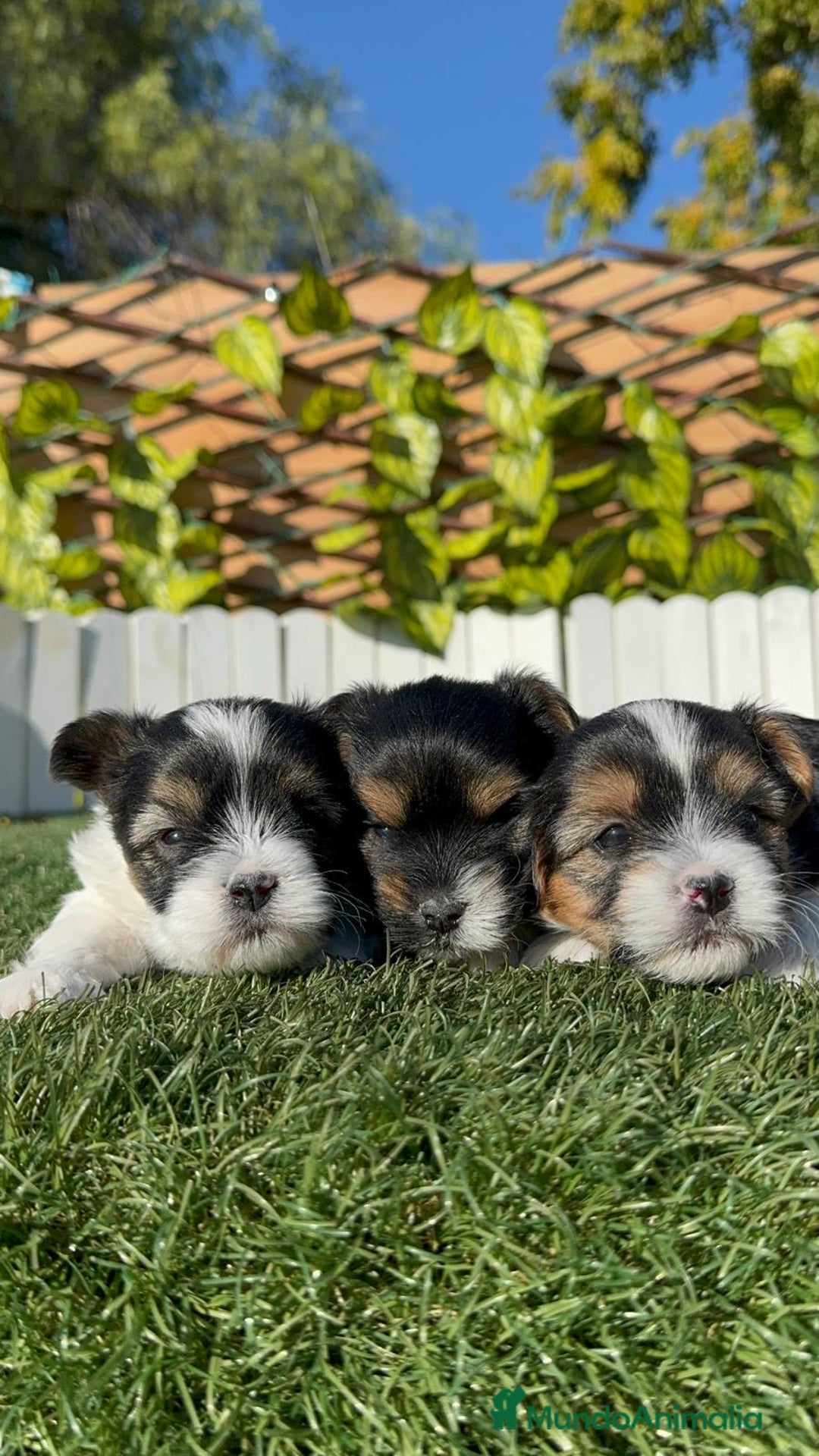 Yorkshire Terrier perros en venta: YORKSHIRE TERRIER BIEWER - Anuncio 9