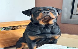 Rottweiler perros en venta: Rottweiler - Imagen 1