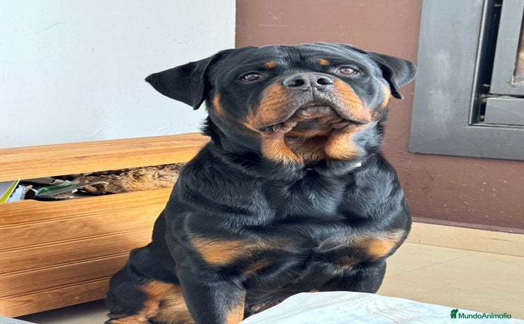 Rottweiler perros - Anuncio 1