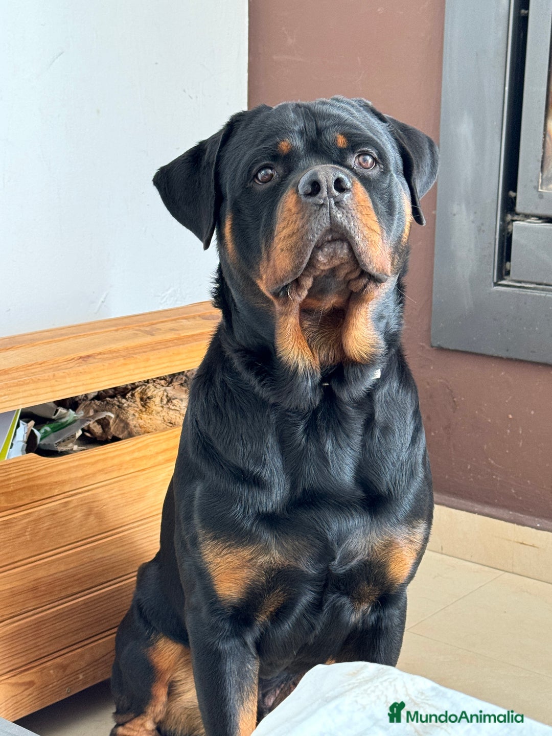 Rottweiler perros en venta: Rottweiler - Imagen 1