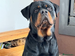 Rottweiler perros - Anuncio 2