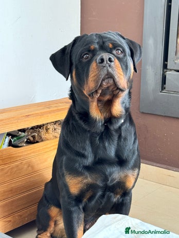 Rottweiler perros - Anuncio 3