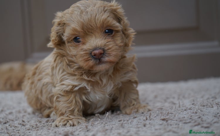 Maltipoo perros - Propaganda 7