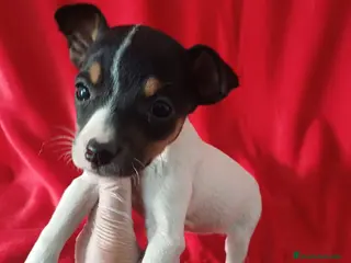 Ratonero Bodeguero Andaluz perros Bodeguero Andaluz - Anuncio 2