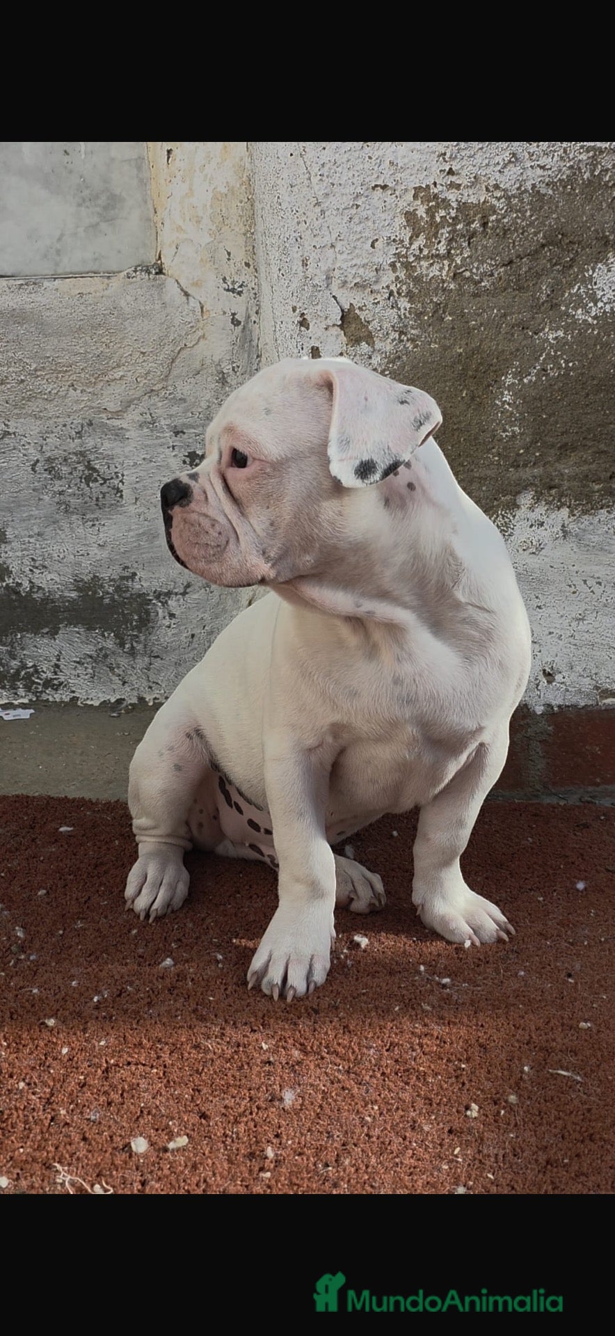 Bulldog Francés perros Cachorro de 4 meses - Anuncio 1