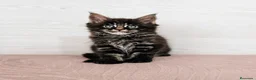 Maine Coon gatos en venta: Gatitos maine coon nacidos el 01/06/2026 - Anuncio 1