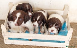 English Springer Spaniel perros en venta:  Cachorros de Springer Spaniel ingles - Imagen 1
