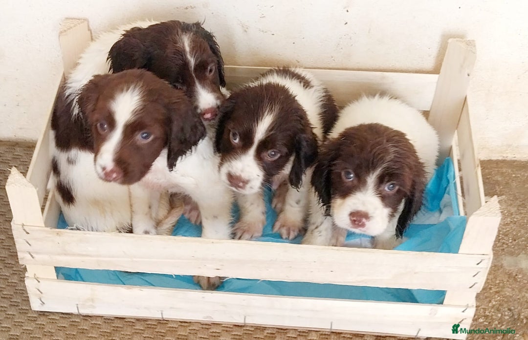 English Springer Spaniel perros en venta:  Cachorros de Springer Spaniel ingles - Imagen 1