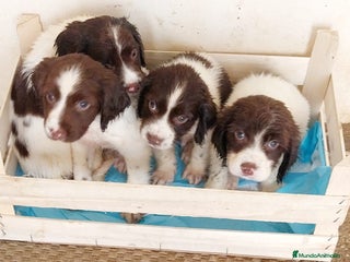 English Springer Spaniel perros - Anuncio 5
