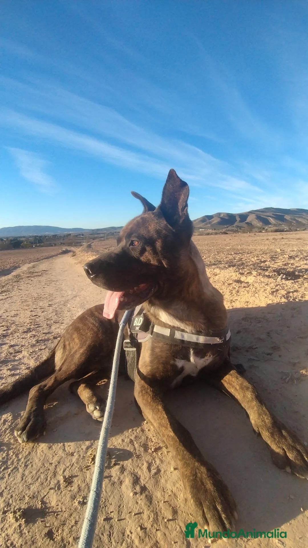 Raza Mixta perros en adopcion: ODÍN ❤️ en Adopción  - Anuncio 2