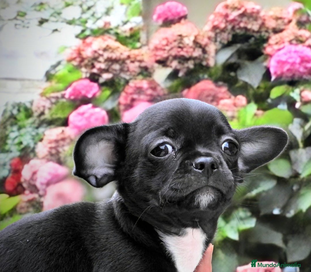 Chihuahua perros en venta: Chihuahuas toy cabeza de manzana - Imagen 6