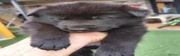 Pastor Alemán perros en venta: pastor alemán negro sólido  - Anuncio 2
