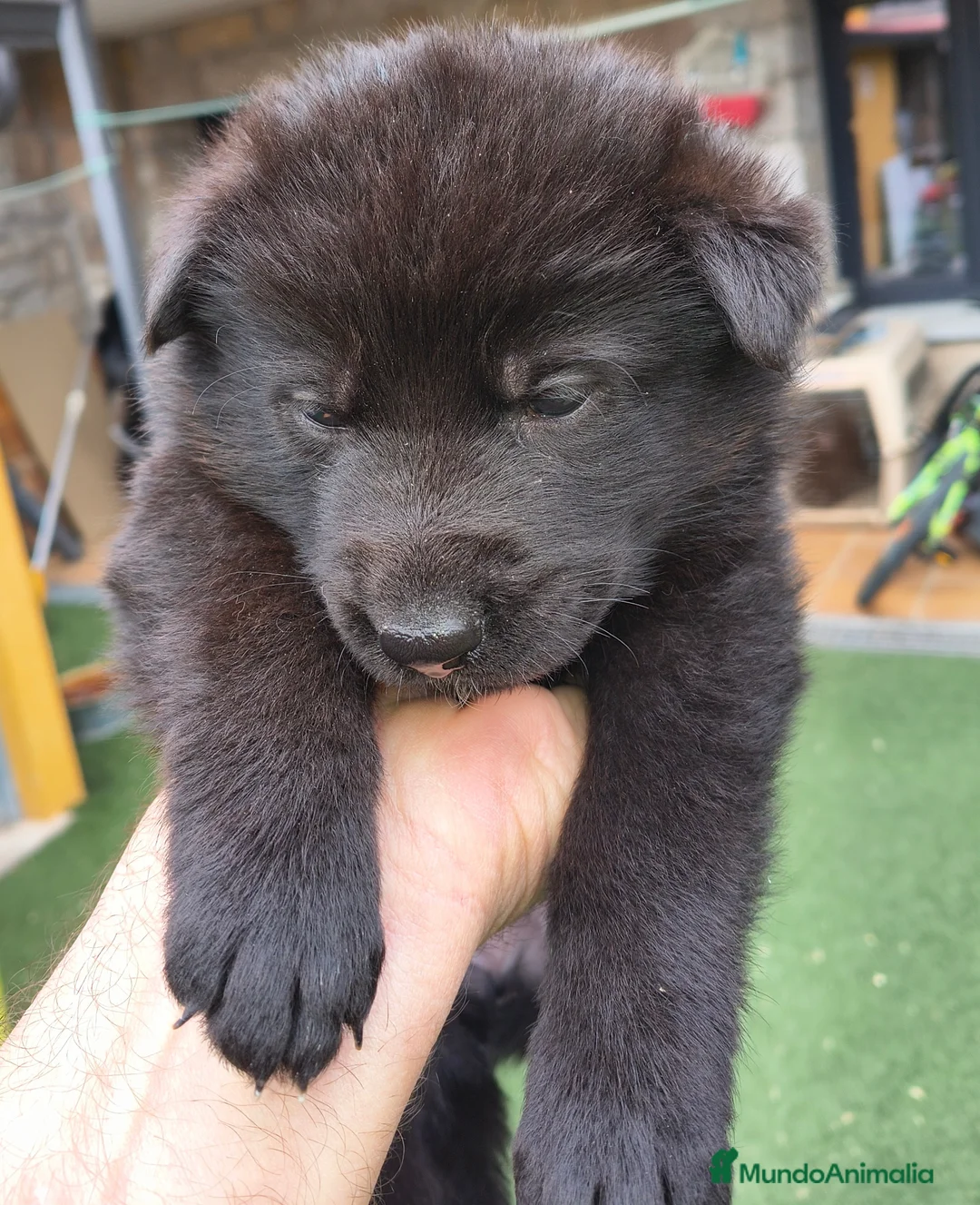 Pastor Alemán perros en venta: pastor alemán negro sólido  - Anuncio 2