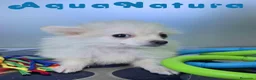 Pomerania perros en venta: Pomerania Macho de Japi y Pompom 8302 - Anuncio 4
