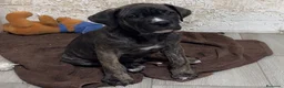 Cane Corso perros en venta: Cane Corso - Anuncio 13