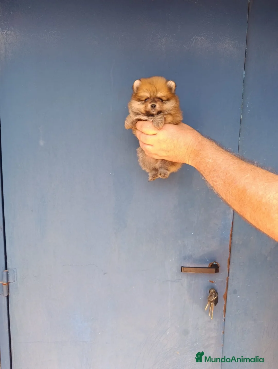 Pomerania perros en venta: Pomerania ositos toy hembras‼️ - Anuncio 1
