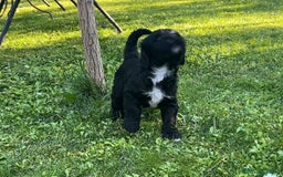 Goldendoodle perros en venta: Cachorros Goldendoodle hipoalergénicos - Imagen 7