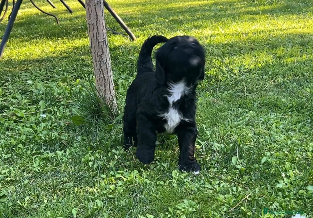 Goldendoodle perros en venta: Cachorros Goldendoodle hipoalergénicos - Imagen 7