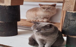 Británico de Pelo Corto gatos en venta: British Shorthair - Imagen 10