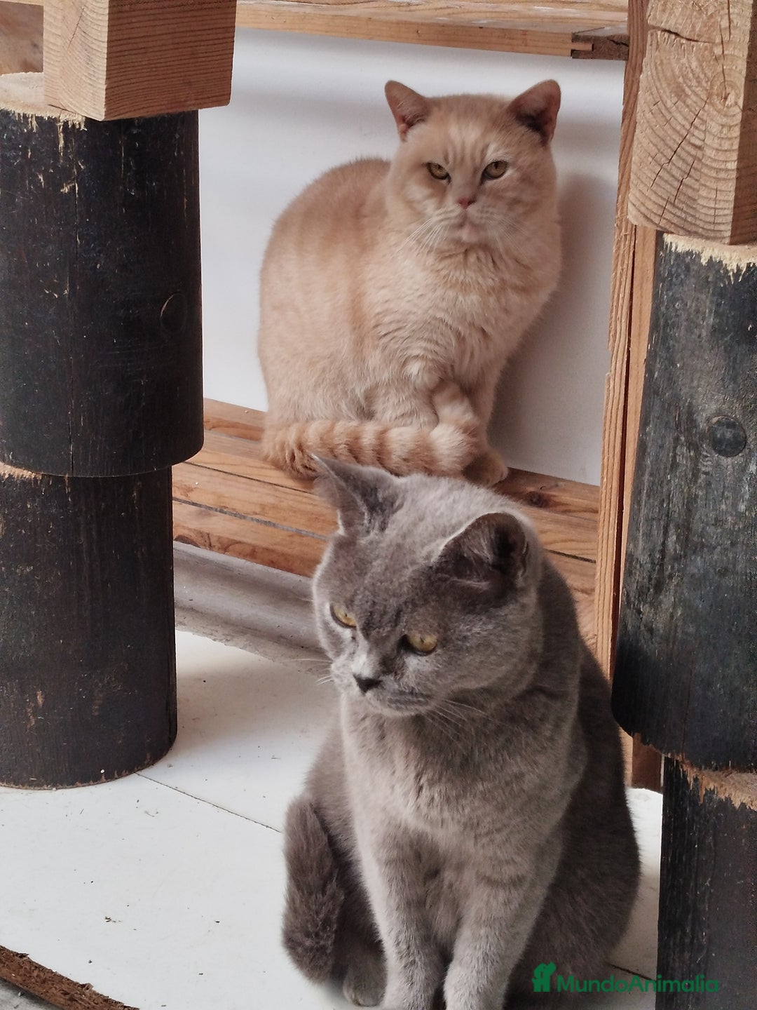 Británico de Pelo Corto gatos en venta: British Shorthair - Imagen 10