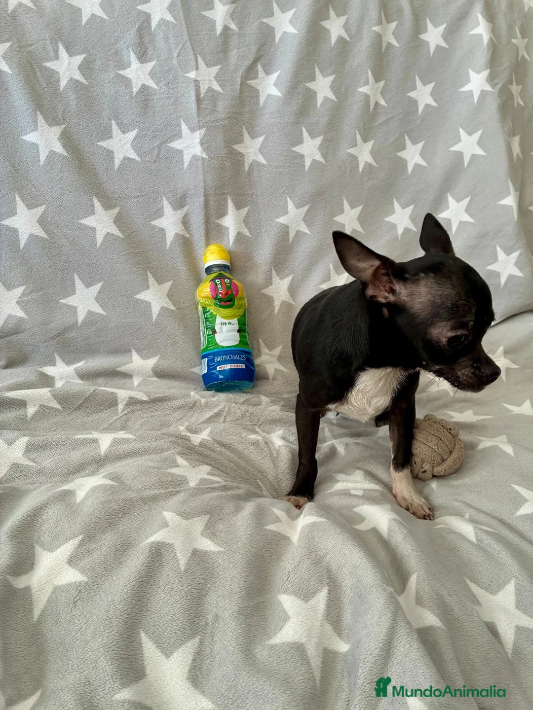 Chihuahua perros en venta: Chihuahua toy  - Anuncio 3