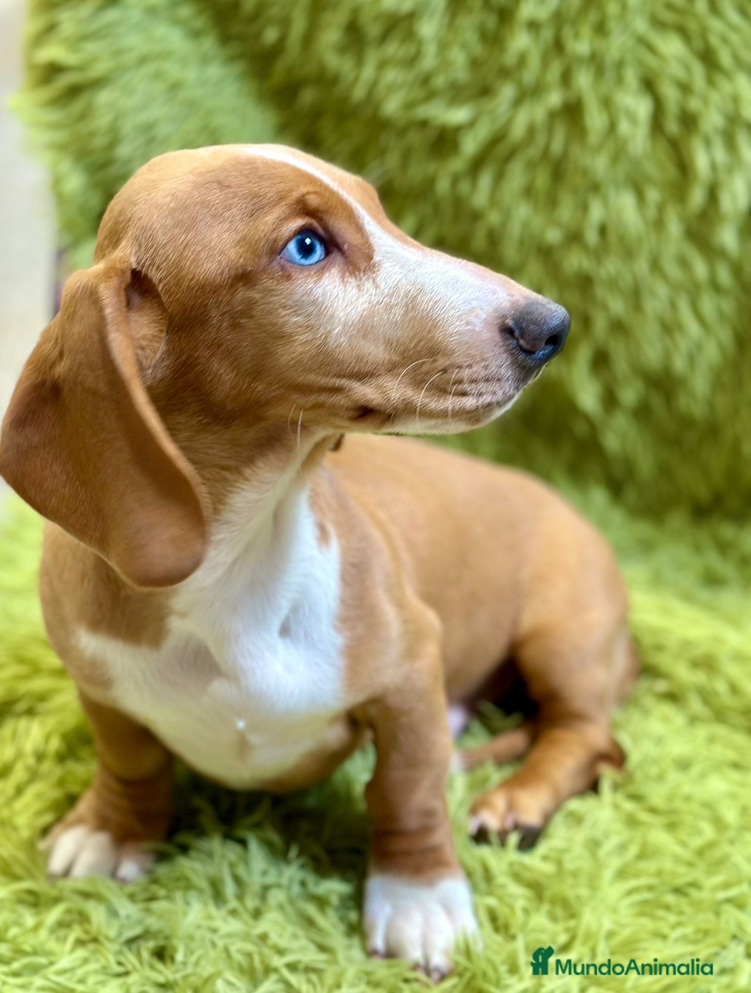 Teckel perros Teckel  rojo de ojos azules  - Anuncio 1