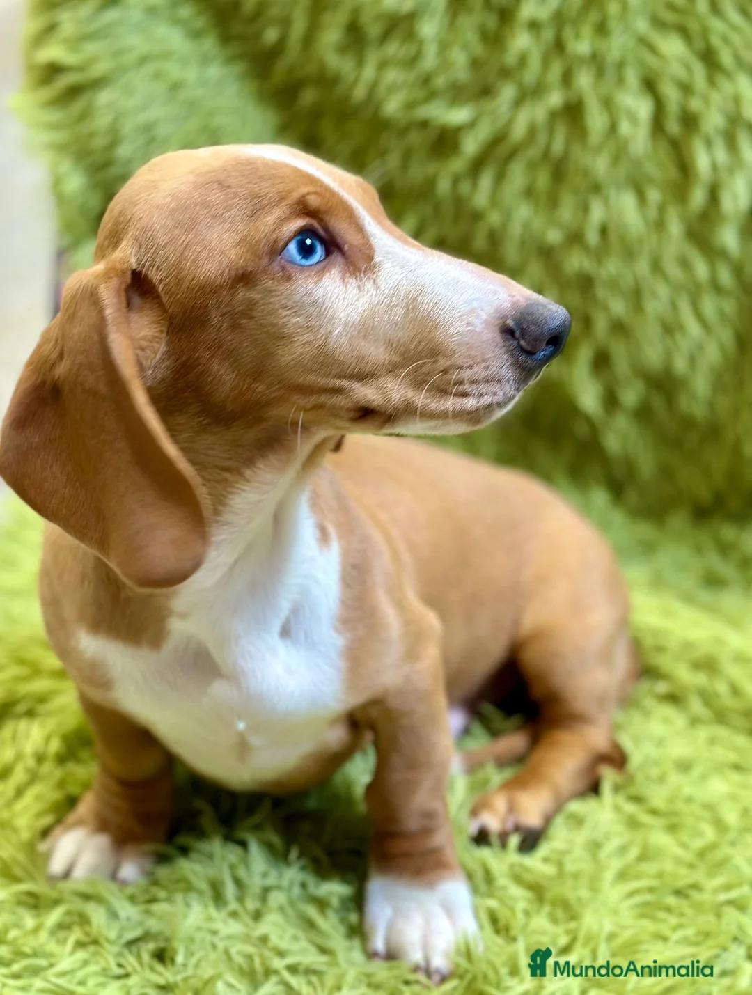 Teckel perros en venta: Teckel  rojo de ojos azules  - Anuncio 1