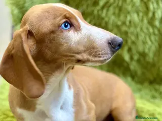 Teckel perros Teckel rojo de ojos azules - Anuncio 2