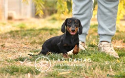 Teckel perros en venta: NO SON “PERROS SALCHICHA”. SON GUERREROS - Imagen 2