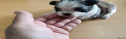 Shih Tzu perros en venta: Shih Tzu - Anuncio 5