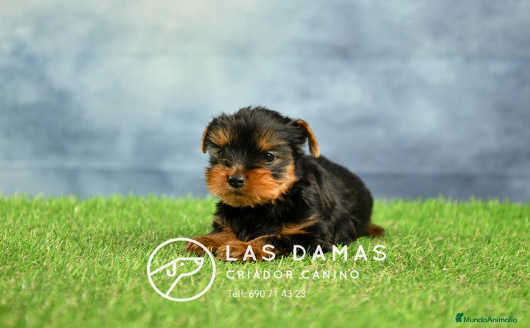 Yorkshire Terrier perros - Anuncio 1