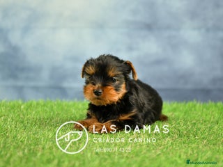 Yorkshire Terrier perros - Anuncio 33