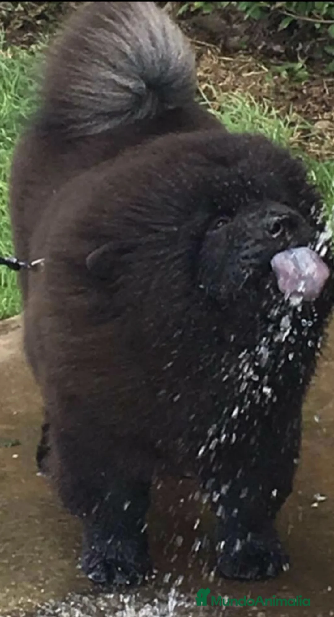 Imagen de galería {{count}}