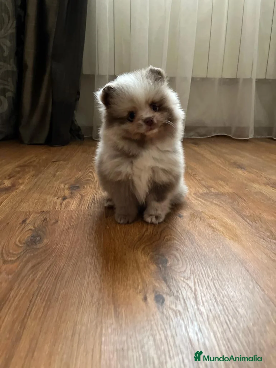 Pomerania perros en venta: Cachorros pomerania  en Murcia - Anuncio 1