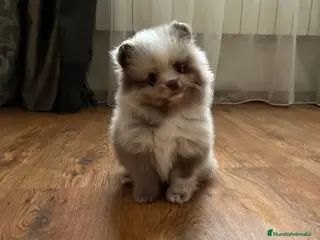 Pomerania perros Cachorros pomerania en Murcia - Anuncio 22