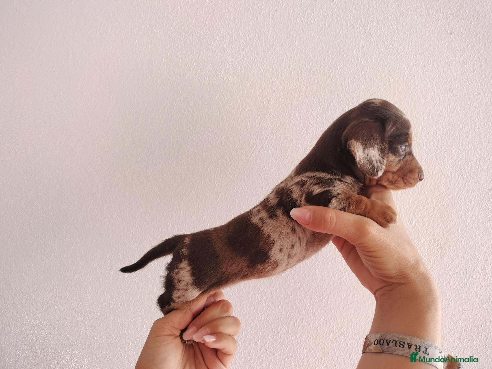 Teckel Miniatura perros Teckels Miniaturas de calidad - Anuncio 26